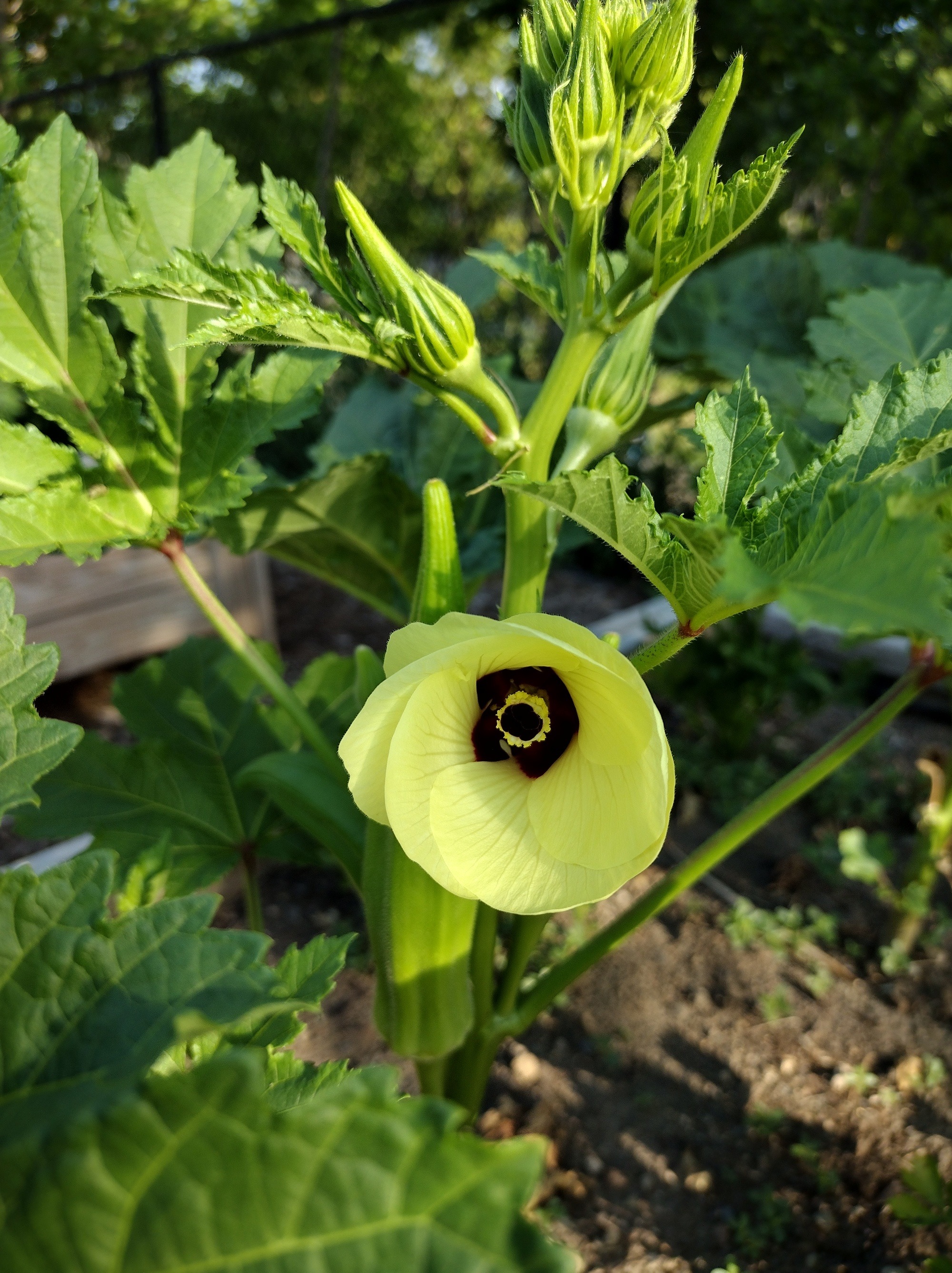 Indigenous Food Network (IFN) “Summer Camp” Native American Community