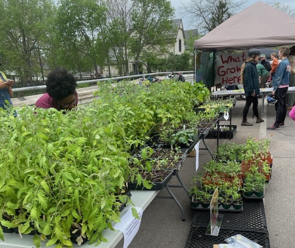 A community member leans over a selection of seedlings on a table. In the background, more people talk underneath an outdoor tent.