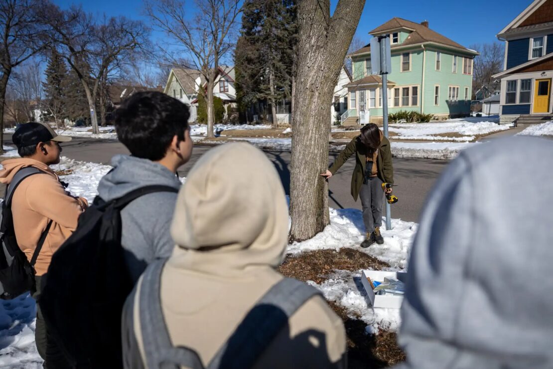 Go to MPR: Native communities keep maple syrup traditions going, even in urban areas